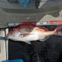 ARCADIAⅡ （アルカディアⅡ） 釣果