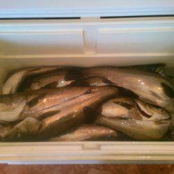 海龍丸(島根) 釣果