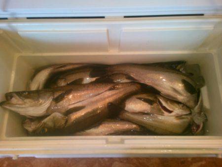 海龍丸(島根) 釣果