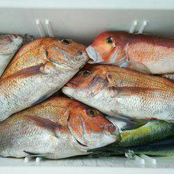 ブルドック 釣果