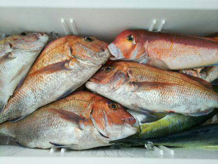 ブルドック 釣果