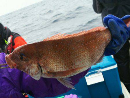 ブルドック 釣果