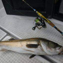 海龍丸(島根) 釣果
