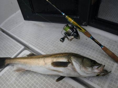 海龍丸（島根） 釣果