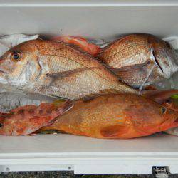 きずなまりん 釣果