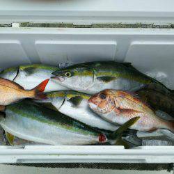 ブルドック 釣果