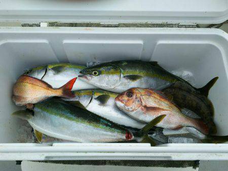 ブルドック 釣果