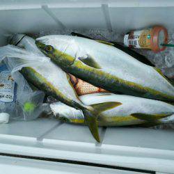 ブルドック 釣果