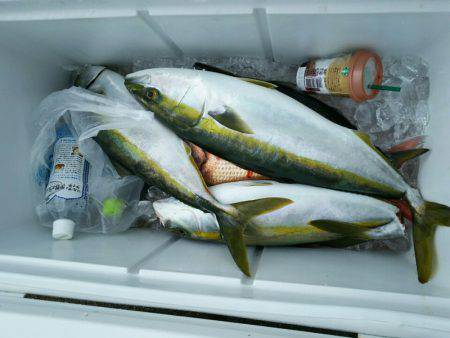 ブルドック 釣果