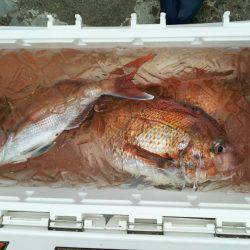 ブルドック 釣果