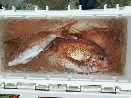 ブルドック 釣果