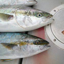 エンペラー 釣果