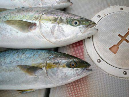 エンペラー 釣果