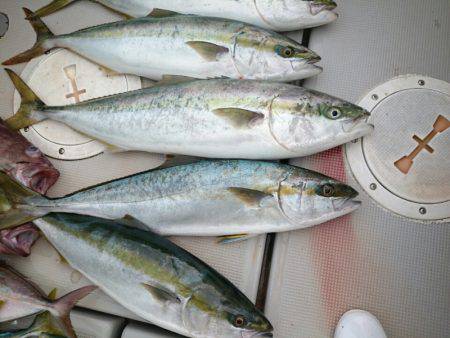 エンペラー 釣果