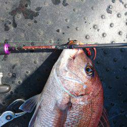 ARCADIAⅡ （アルカディアⅡ） 釣果