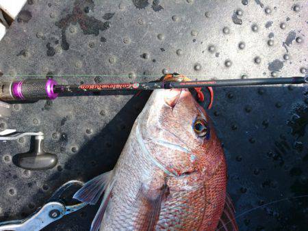 ARCADIAⅡ （アルカディアⅡ） 釣果