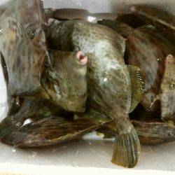 ありもと丸 釣果