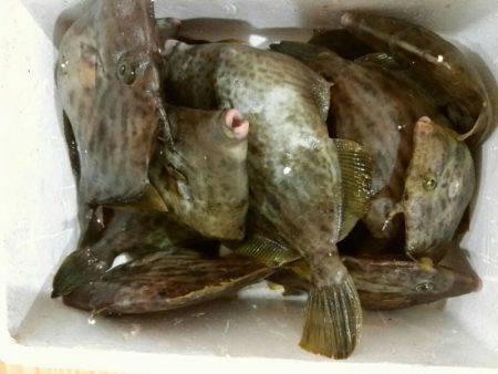 ありもと丸 釣果