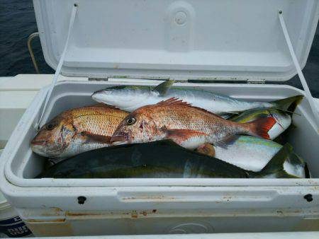 ブルドック 釣果