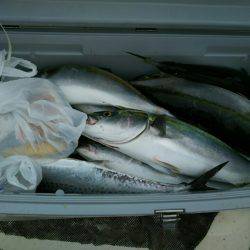 ブルドック 釣果