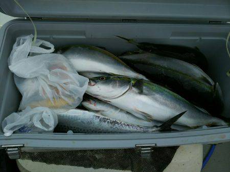 ブルドック 釣果