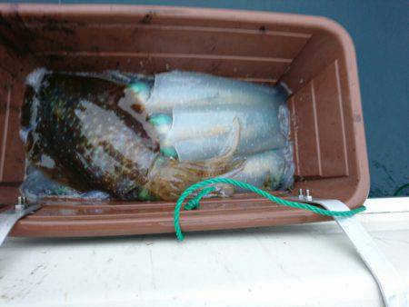 ARCADIAⅡ (アルカディアⅡ) 釣果