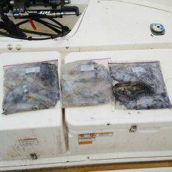 マリンガイド福丸 釣果