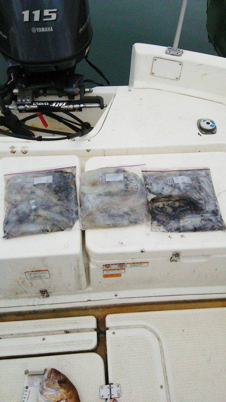 マリンガイド福丸 釣果