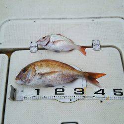 マリンガイド福丸 釣果