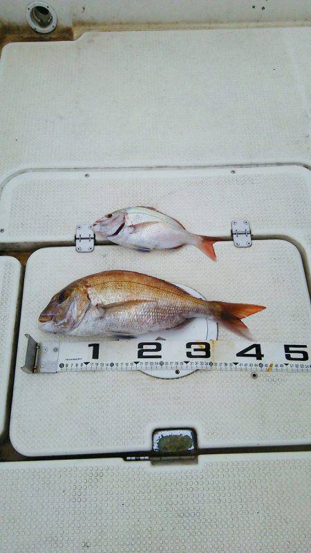 マリンガイド福丸 釣果