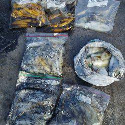 マリンガイド福丸 釣果