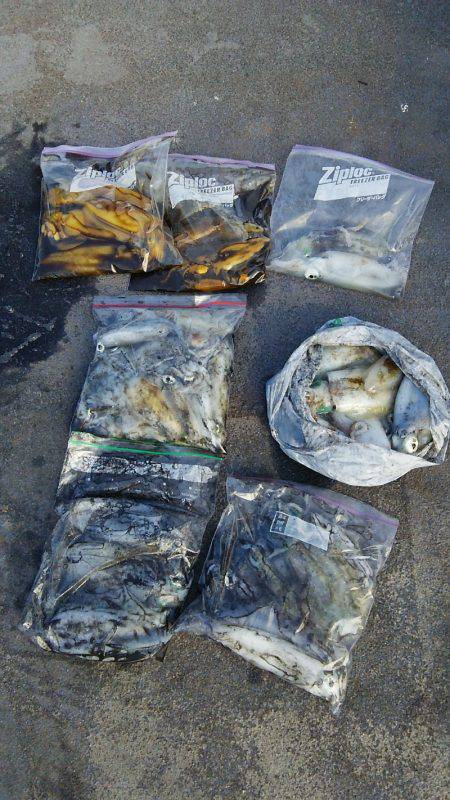 マリンガイド福丸 釣果