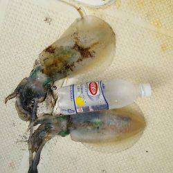 マリンガイド福丸 釣果