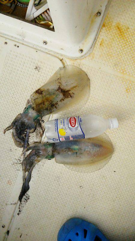 マリンガイド福丸 釣果