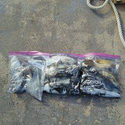 マリンガイド福丸 釣果