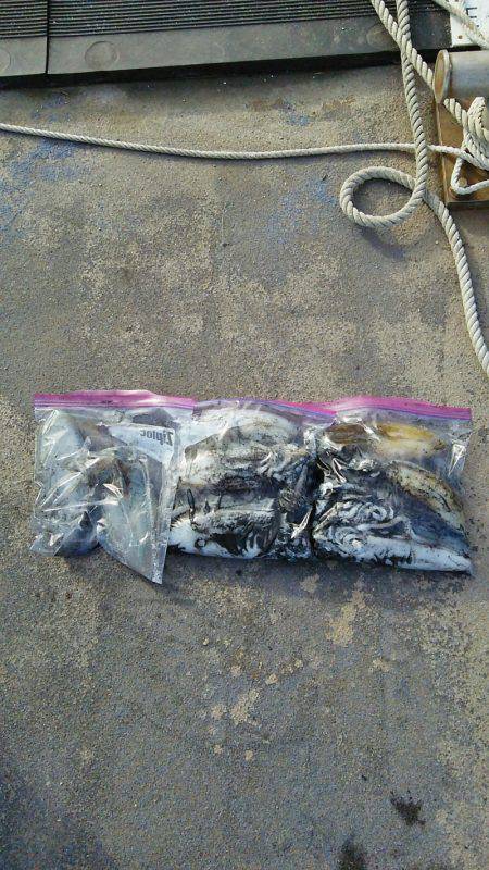 マリンガイド福丸 釣果