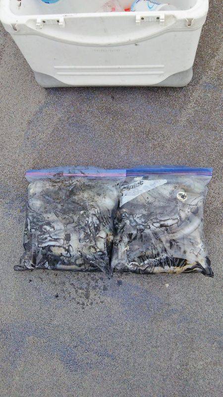 マリンガイド福丸 釣果