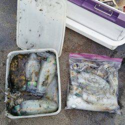 マリンガイド福丸 釣果