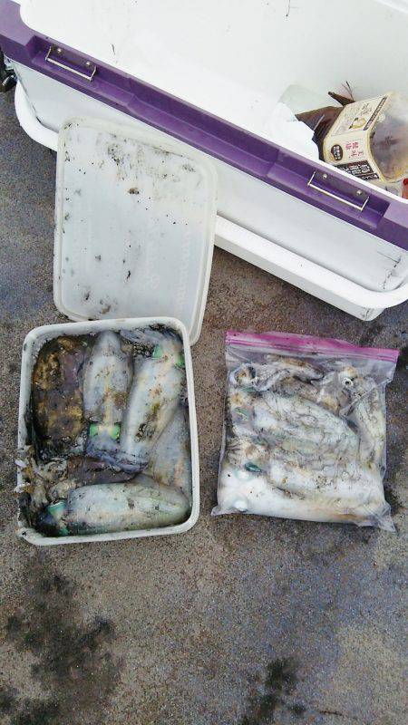 マリンガイド福丸 釣果