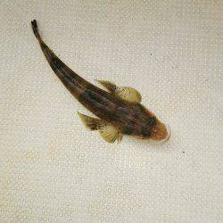 マリンガイド福丸 釣果