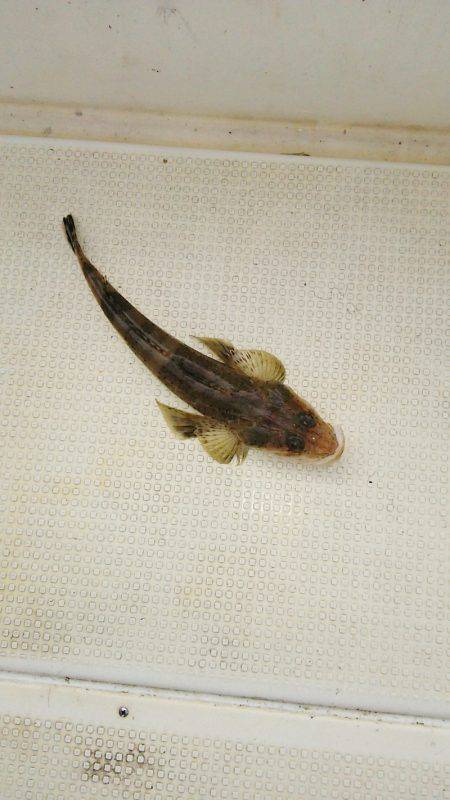 マリンガイド福丸 釣果