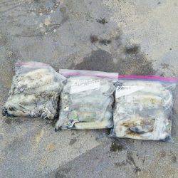 マリンガイド福丸 釣果