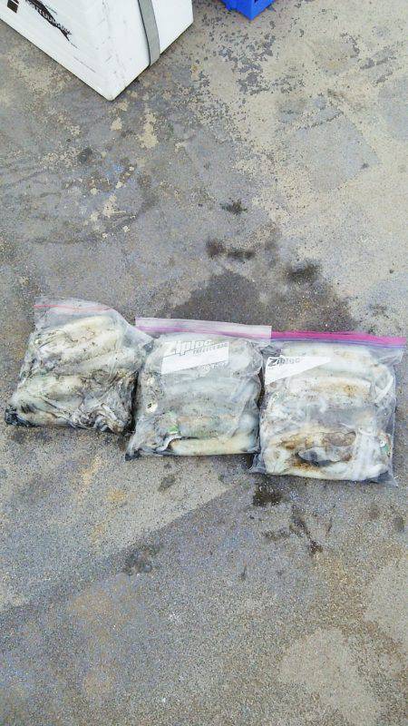 マリンガイド福丸 釣果