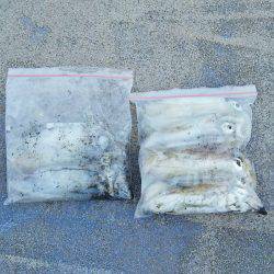 マリンガイド福丸 釣果