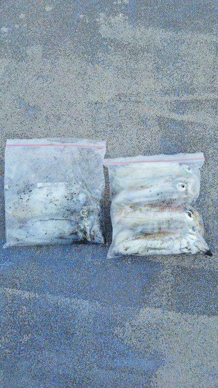 マリンガイド福丸 釣果