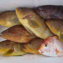 第二龍勢丸 釣果