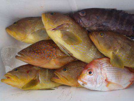 第二龍勢丸 釣果