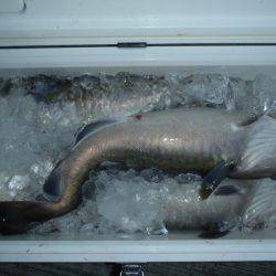 第二龍勢丸 釣果