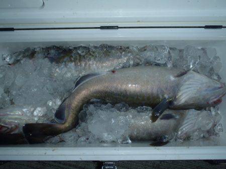 第二龍勢丸 釣果