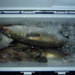 第二龍勢丸 釣果